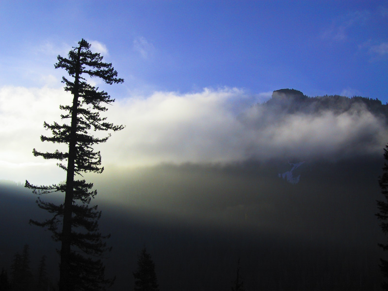 Tree Silhouette At Sunrise